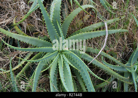 Eine schöne junge Aloe arborescens in der Natur Stockfoto