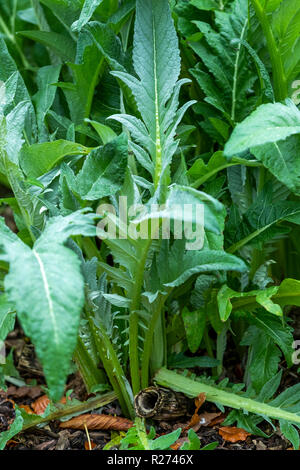 Herbst an der Rokokogarten, Gloucestershire, UK. In den Cotswolds dieser Garten ist als Veranstaltungsort für Hochzeiten genutzt und ist berühmt für seine Schneeglöckchen Stockfoto