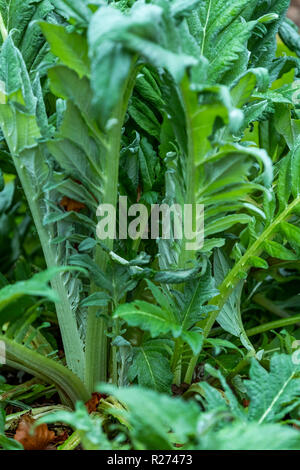 Herbst an der Rokokogarten, Gloucestershire, UK. In den Cotswolds dieser Garten ist als Veranstaltungsort für Hochzeiten genutzt und ist berühmt für seine Schneeglöckchen Stockfoto