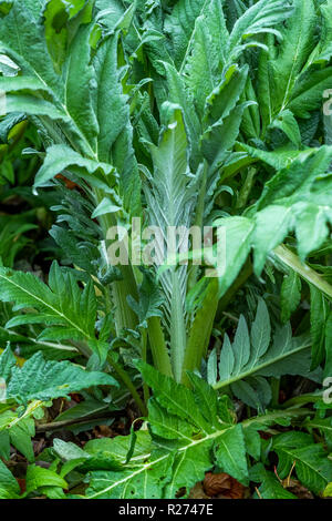 Herbst an der Rokokogarten, Gloucestershire, UK. In den Cotswolds dieser Garten ist als Veranstaltungsort für Hochzeiten genutzt und ist berühmt für seine Schneeglöckchen Stockfoto