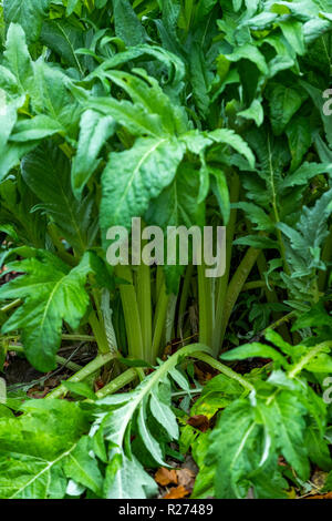 Herbst an der Rokokogarten, Gloucestershire, UK. In den Cotswolds dieser Garten ist als Veranstaltungsort für Hochzeiten genutzt und ist berühmt für seine Schneeglöckchen Stockfoto