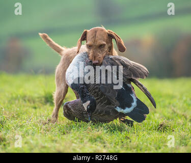 Hungarian wirehaired Vizsla abrufen einen Schuß Kanada Gans Stockfoto