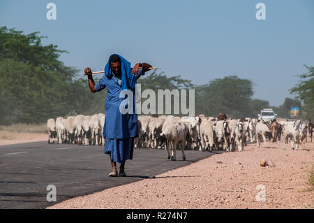 Eine nomadische Hirten seiner Herde führt entlang der staubigen Straßen am Rande der Wüste Thar