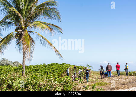 Miami Beach Florida, Surfrider Foundation, exotische, invasive Arten, Atlantischer Ozean, Wasser, öffentlicher Strand, Pflanzenentfernung, Küste, Sanddüne, Freiwilliger Freiwilliger Stockfoto