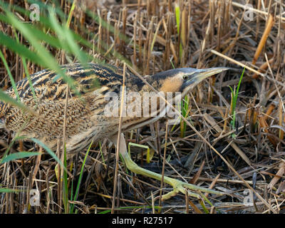 Rohrdommel Botaurus stellaris Fütterung Minsmere RSPB Reservat Suffolk November Stockfoto