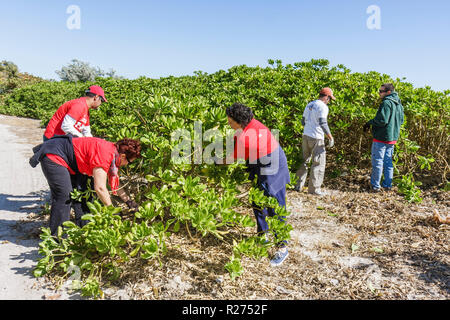 Miami Beach Florida, Surfrider Foundation, exotische, invasive Arten, Pflanzenentfernung, Küste, Sanddüne, Freiwillige Freiwillige Freiwillige arbeiten Arbeiter Stockfoto