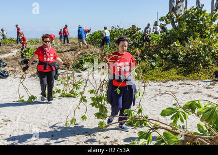 Miami Beach Florida, Surfrider Foundation, exotische, invasive Arten, Atlantischer Ozean, Wasser, öffentlicher Strand, Pflanzenentfernung, Küste, Sanddüne, Freiwilliger Freiwilliger Stockfoto