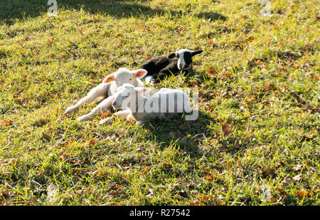 Junge weiße Lämmer streicheln und nebeneinander auf einer Wiese in der warmen Sonne Stockfoto