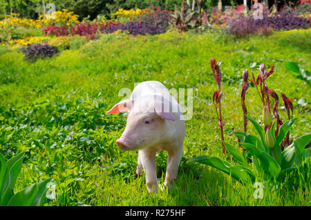 Schwein auf einem Hintergrund von grünem Gras und Blumen Stockfoto