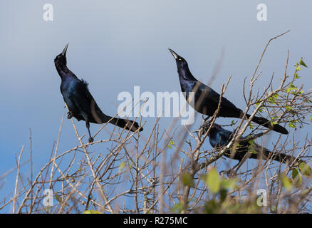 Zwei Arten von Grackles, Boot-tailed Links und Super-tailed auf der rechten Seite. Brazos National Wildlife Refuge, Galveston, Texas, USA. Stockfoto