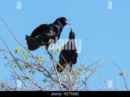 Zwei Arten von Grackles, Boot-tailed Links und Super-tailed auf der rechten Seite. Brazos National Wildlife Refuge, Galveston, Texas, USA. Stockfoto