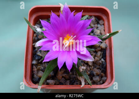 Clouse von eingetopfte Kakteen (ariocarpus Agovoides) Blüht lila Blüten Stockfoto