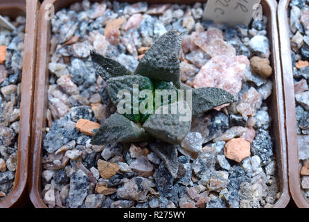 Clouse von Topfpflanzen seltene Mexikanischen Kaktus (eine Fissur) Stockfoto