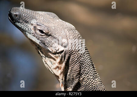 Dies ist eine Nahaufnahme von einem lace Monitor Eidechse Stockfoto