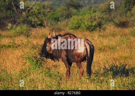 Der seltsam aussehende African Blue Wildebeest soll den Kopf eines Ochsen, die Hörner eines Büffels und die Mähne eines Pferdes haben. Gedreht in Südafrika. Stockfoto
