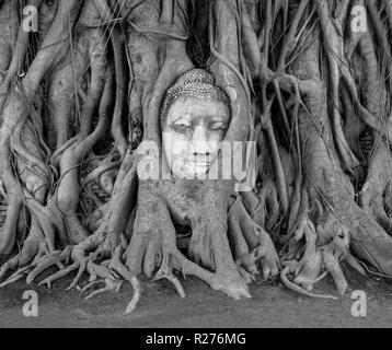 Buddha Kopf eingebettet in die Baumwurzeln im Wat Mahathat Tempel, Ayutthaya, Thailand Stockfoto