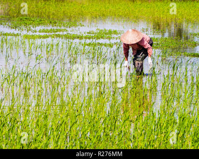 Vietnamesische Bauer im Reisfeld Feld während der Regenzeit arbeiten Stockfoto