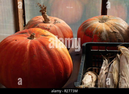 Herbst Ernte. Litauische Landwirtschaft - herbstliche Kürbisse, Zucchini, Mais, Beeren, Bohnen, Knoblauch, Dill. Stockfoto
