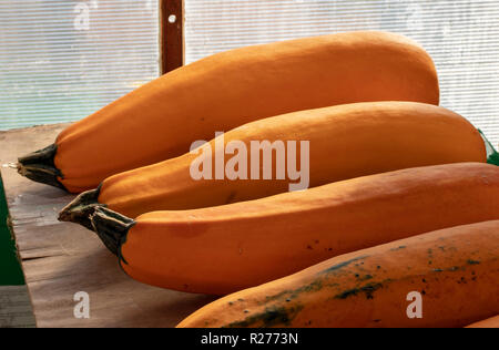 Herbst Ernte. Litauische Landwirtschaft - herbstliche Kürbisse, Zucchini, Mais, Beeren, Bohnen, Knoblauch, Dill. Stockfoto
