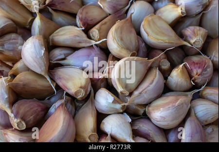 Herbst Ernte. Litauische Landwirtschaft - herbstliche Kürbisse, Zucchini, Mais, Beeren, Bohnen, Knoblauch, Dill. Stockfoto