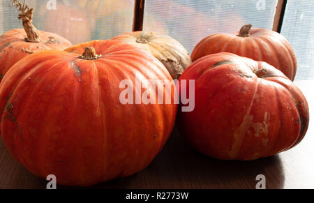 Herbst Ernte. Litauische Landwirtschaft - herbstliche Kürbisse, Zucchini, Mais, Beeren, Bohnen, Knoblauch, Dill. Stockfoto