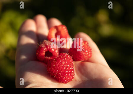 Herbst Ernte. Litauische Landwirtschaft - herbstliche Himbeere. Stockfoto