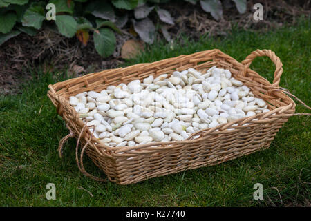 Herbst Ernte. Litauische Landwirtschaft - herbstliche Kürbisse, Zucchini, Mais, Beeren, Bohnen, Knoblauch, Dill. Stockfoto