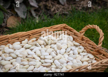 Herbst Ernte. Litauische Landwirtschaft - herbstliche Kürbisse, Zucchini, Mais, Beeren, Bohnen, Knoblauch, Dill. Stockfoto