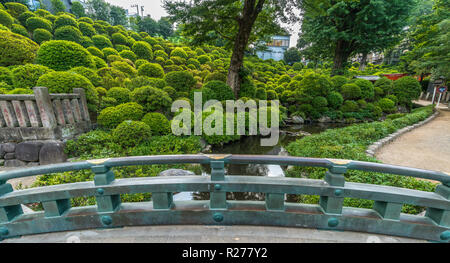 Tokio, Bunkyo Station - August 6, 2018: Panoramica Blick auf Teich und Azalee Garten von Brücke an Nezu Jinja Shinto Schrein Stockfoto