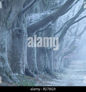 Allee der Buche (Fagus sylvatica) im Winter, Kingston Lacy, Wimborne, Dorset, England Stockfoto