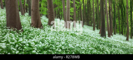Bärlauch (Allium ursinum) in Blüte bei winterborne Abbas, Dorset, England, Großbritannien Stockfoto