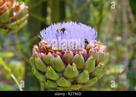 Eine blühende Artischocke mit Bienen in einem Gemüsegarten Stockfoto