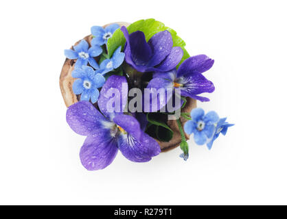 Der floristischen Zusammensetzung mit Veilchen und Vergissmeinnicht Blumen in einer Nußschale gegen schönes Bokeh Hintergrund. Stockfoto