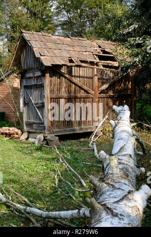 Beschädigte Nebengebäude durch eine Höhe Fehlkalkulation beim Einschlag eines ausgereiften Silber Birke Betula pendula in einem ländlichen Garten zala Ungarn verursacht Stockfoto