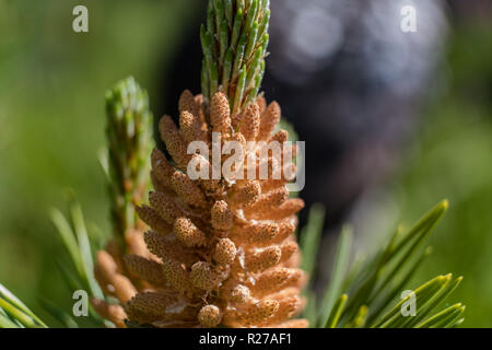 Kiefer Niere. Niere nadelholz Baum schließen oben. 2018 Stockfoto