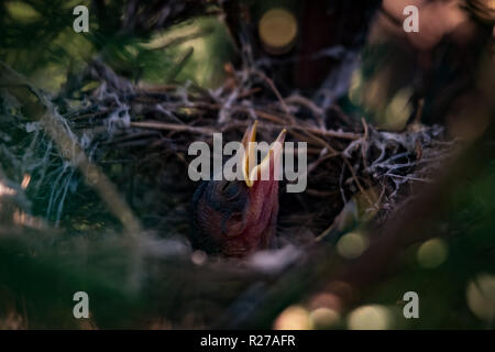 Hungrige Küken im Nest in der Nähe bis 2018 Stockfoto