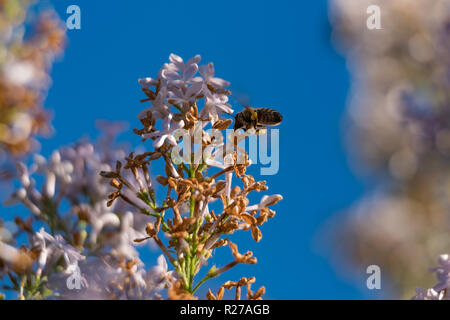 Bienen fliegen oder sitzen im Lichte der bis 2018 Stockfoto