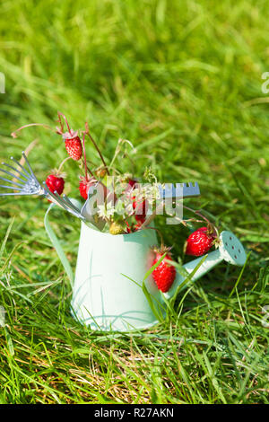 Gießkanne, Wilde Erdbeere und Garten Werkzeuge auf Gras im Sommer Stockfoto