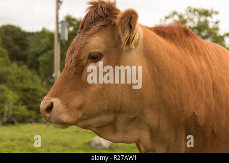 Profil von Guernsey Kuh, stehend auf einem Sommertag in einem Wald Weide in Schottland Stockfoto