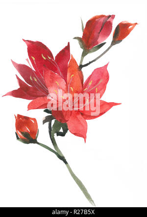 Elegante rote Lilien. Helle attraktive Blumen. Aquarell Zeichnung einer Lilie. Stockfoto