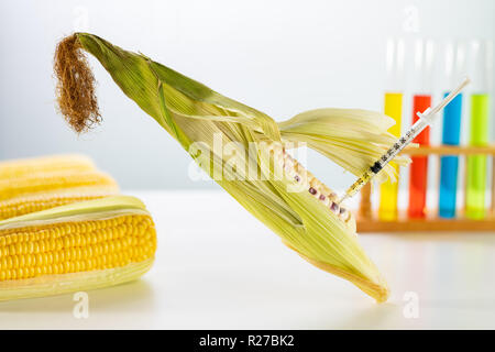 Injiziert Maiskolben in der Gentechnik Labor, GVO-Lebensmittel Konzept Stockfoto