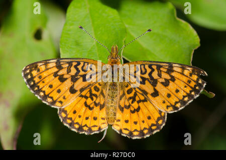 Fritillar mit silbernem Rand, Boloria myrina Stockfoto