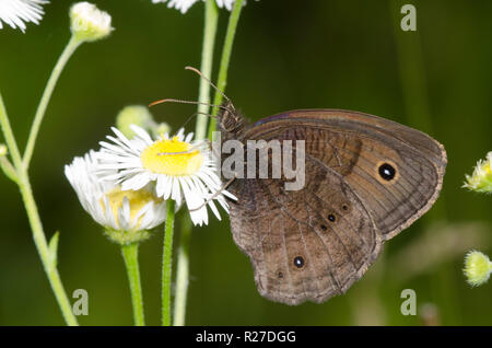 Gemeinsame Wood-Nymph, Cercyonis pegala, nectaring von Berufskraut, Erigeron sp. Stockfoto