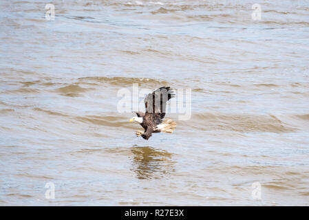 Reifen Adler fliegen nah über dem Wasser mit ausgestreckten Beinen einen Fisch zu fangen. Stockfoto