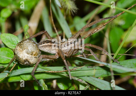 Tollwütigen Wolf Spider, Rabidosa rabida, Weibchen mit Ei Fall Stockfoto