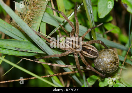 Tollwütigen Wolf Spider, Rabidosa rabida, Weibchen mit Ei Fall Stockfoto