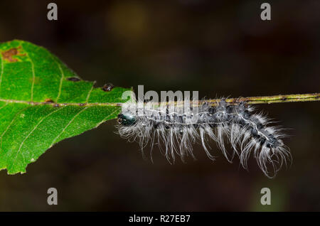 Walnuss Caterpillar Motte Datana Partner, Larve auf schwarze Walnuss, Juglans nigra Stockfoto
