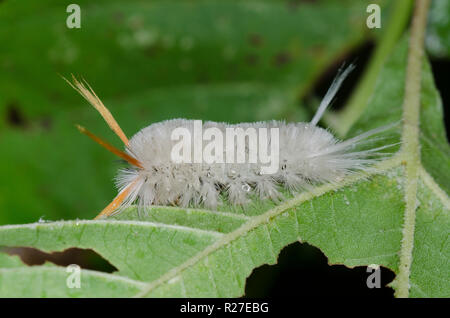Sycamore Tussock Motte Halysidota harrisii, Caterpillar auf amerikanische Platane, Platanus occidentalis bezeichnet Stockfoto