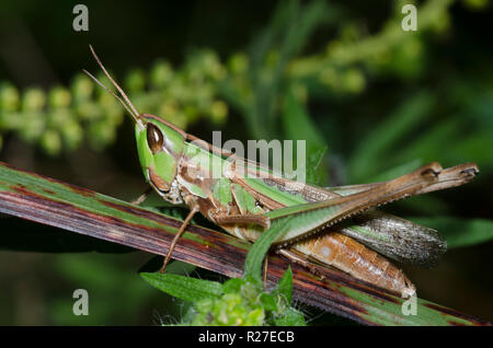 Bewundernswert Heuschrecke, Syrbula admirabilis, Weiblich Stockfoto