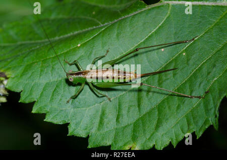 Kurze - winged Wiese Katydid, Conocephalus brevipennis, Weiblich Stockfoto